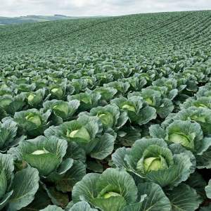 National Certificate in Plant Production
