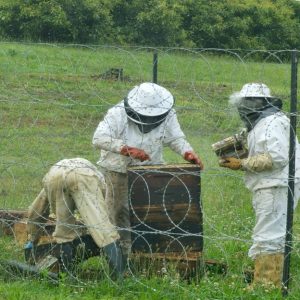 Beekeeping