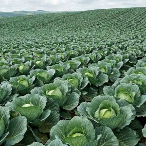 Introduction to the Plant Production Industry in South Africa