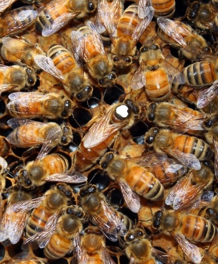 Beekeeping - Image 4