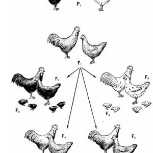 Breeding Systems