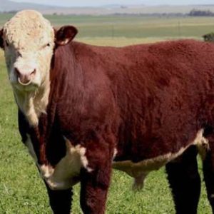 Beef Production, Cattle Management and Feedlots